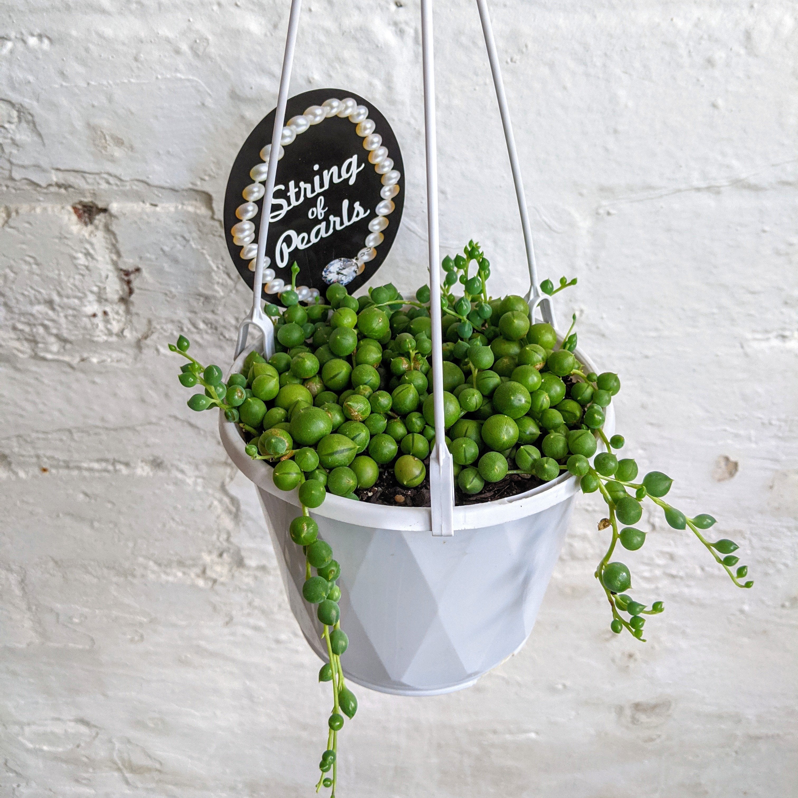 Curio rowleyanus (String of Pearls) - 13cm pot